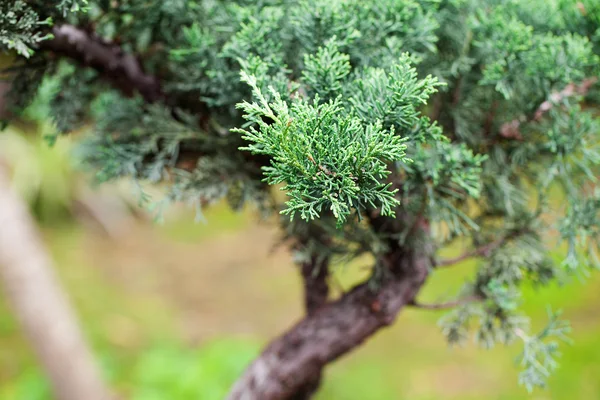 Όμορφη juniper μπονσάι σε έναν βοτανικό κήπο — Φωτογραφία Αρχείου