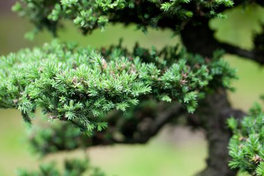 bir Botanik Bahçesi içinde güzel Ardıç bonsai