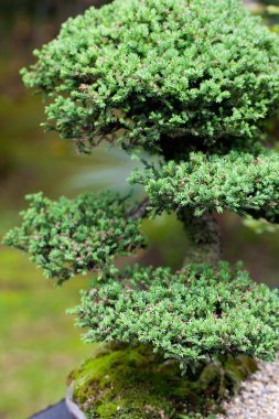 bir Botanik Bahçesi içinde güzel Ardıç bonsai