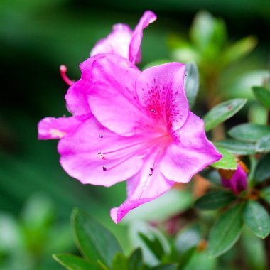 doğal yeşil bir arka plan karşı güzel tropikal çiçek