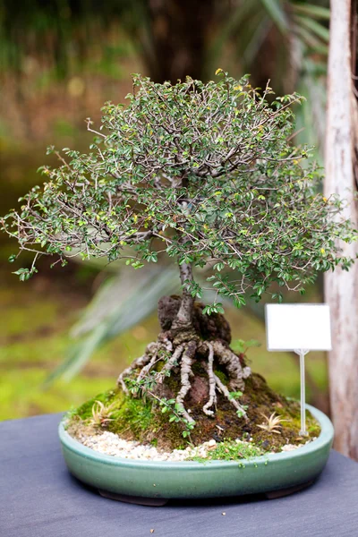 Smukke bonsai i en botanisk have - Stock-foto