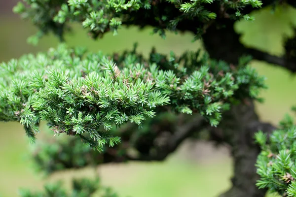 Beautiful juniper bonsai in a botanical garden — Stock Photo, Image