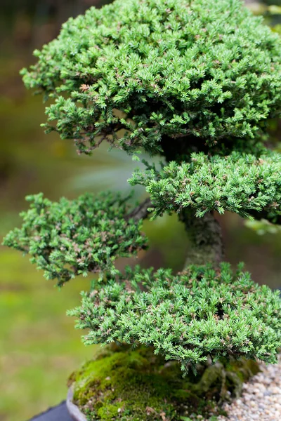 Beautiful juniper bonsai in a botanical garden — Stock Photo, Image