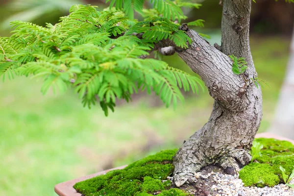 Bonsai piękny ogród botaniczny — Zdjęcie stockowe