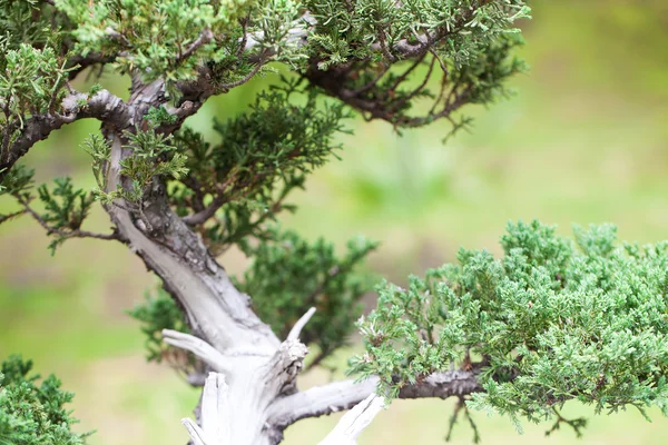 Bellissimo bonsai di ginepro in un giardino botanico — Foto Stock