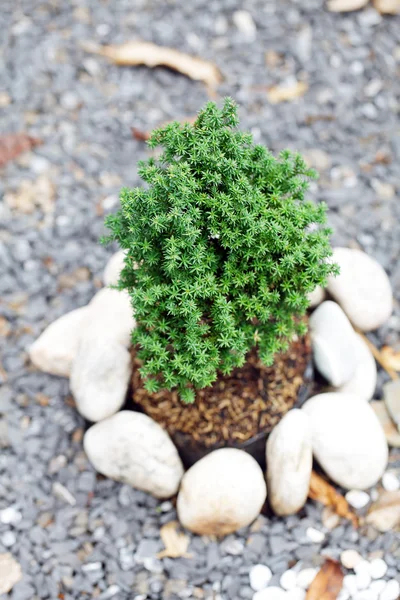 Gyönyörű juniper bonsai a botanikus kertben — Stock Fotó
