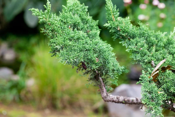 Vackra juniper bonsai i en botanisk trädgård — Stockfoto