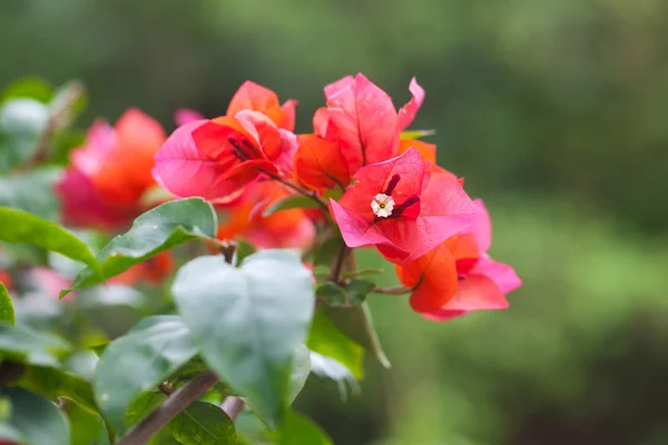 Beautiful bonsai bougainvillea in a botanical garden — Stock Photo, Image