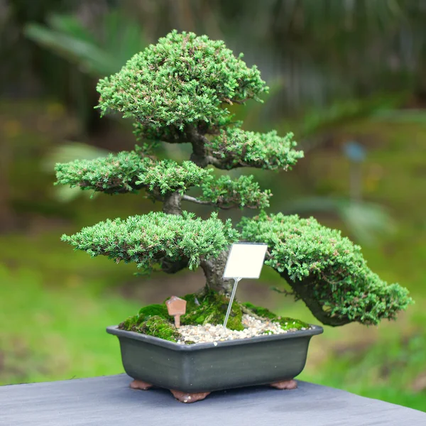 Beautiful juniper bonsai in a botanical garden — Stock Photo, Image