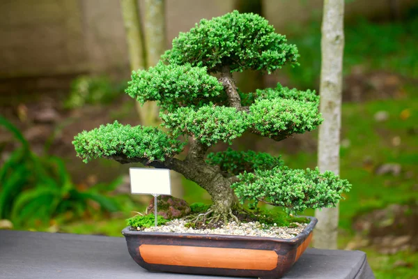 Beautiful juniper bonsai in a botanical garden — Stock Photo, Image
