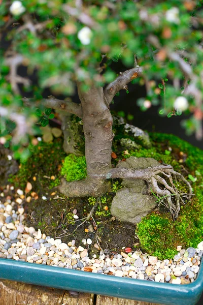 Radici degli alberi e muschio — Foto Stock