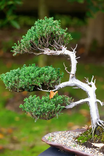 Vackra juniper bonsai i en botanisk trädgård — Stockfoto