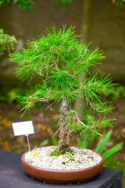 Mooie bonsai in een botanische tuin — Stockfoto