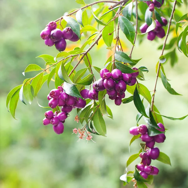 Tropical purple berries on a green branch — Stock Photo, Image