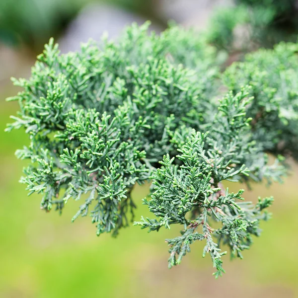 Bonsái hermoso enebro en un jardín botánico — Foto de Stock