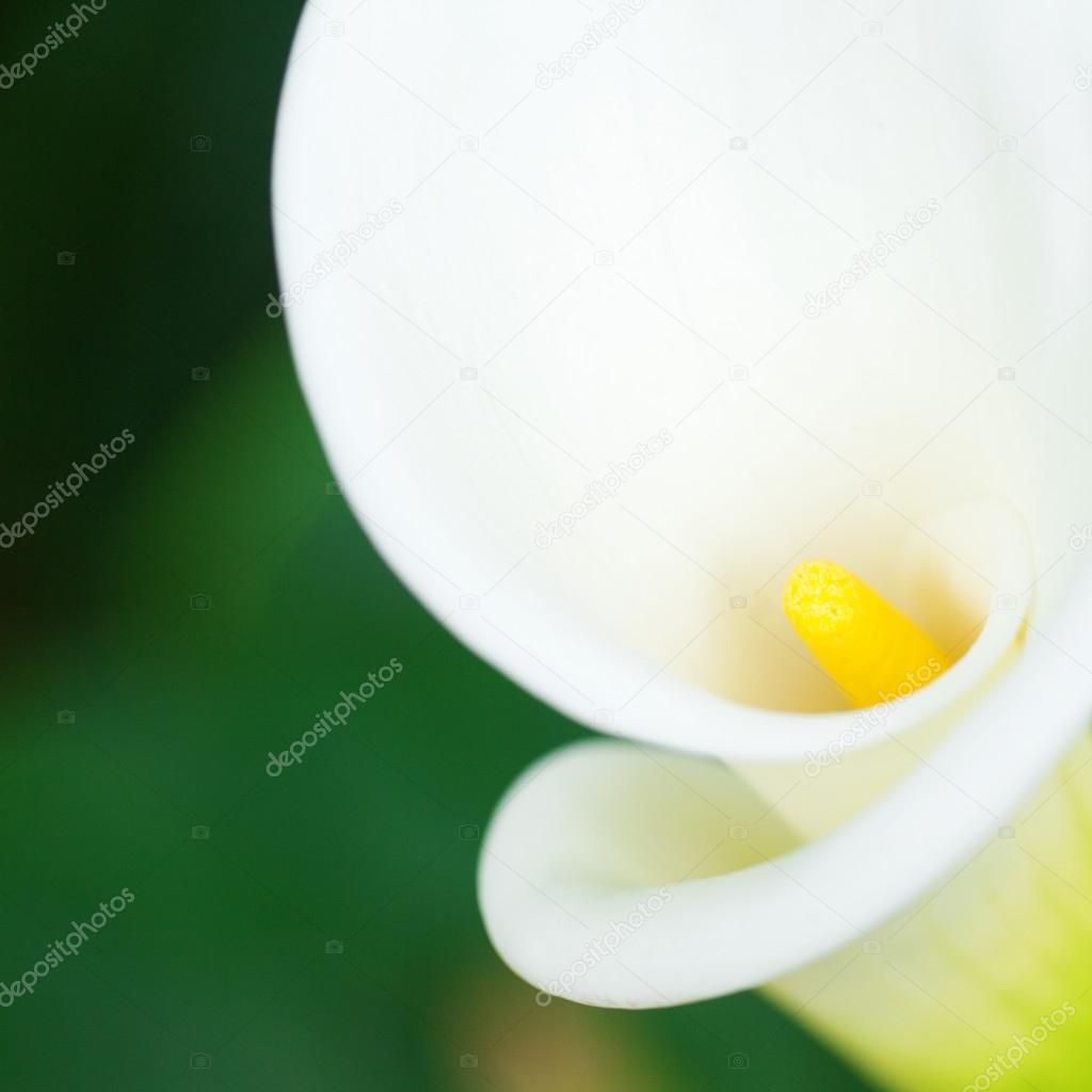 beautiful calla flower on green natural background