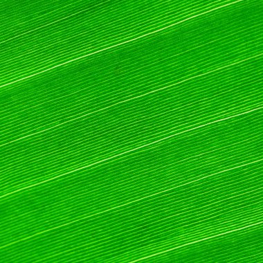 Makroyu arka planda yeşil yaprak