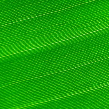 Makroyu arka planda yeşil yaprak