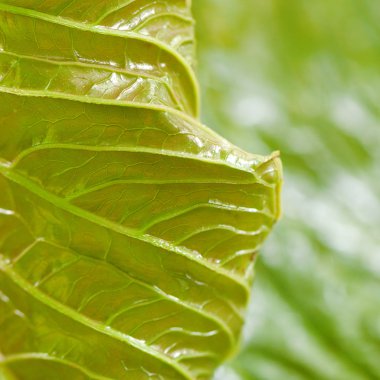 Makroyu arka planda yeşil yaprak