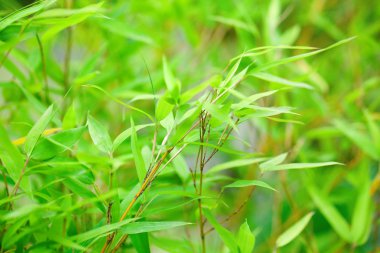 arka plan bambu Şubesi