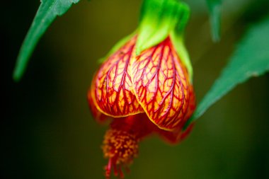abutilon yakın çekim güzel bir çiçek