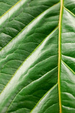 Makroyu arka planda yeşil yaprak