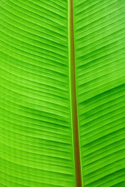 Makroyu arka planda yeşil yaprak