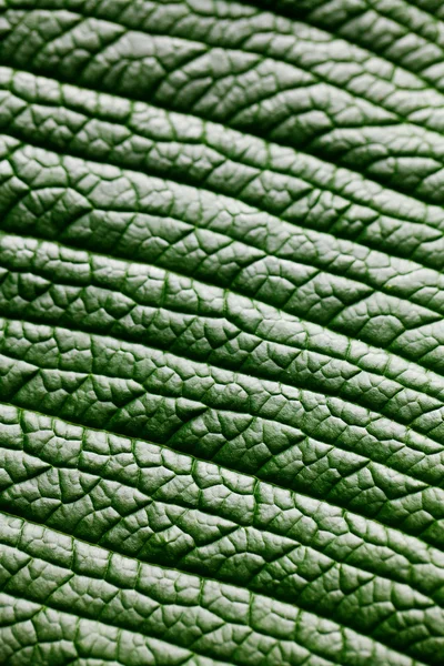 Tło zielony liść makro — Zdjęcie stockowe