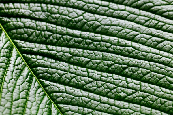 Macro background of green leaf — Stock Photo, Image