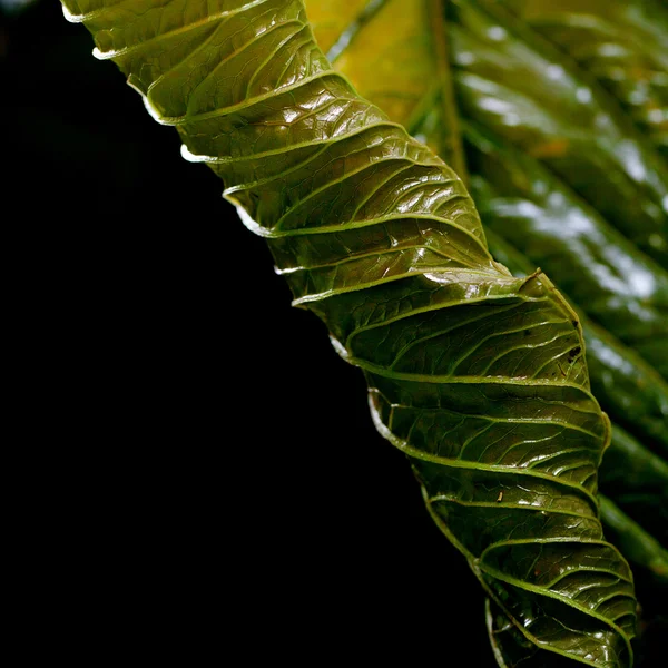 Macro background of green leaf — Stock Photo, Image