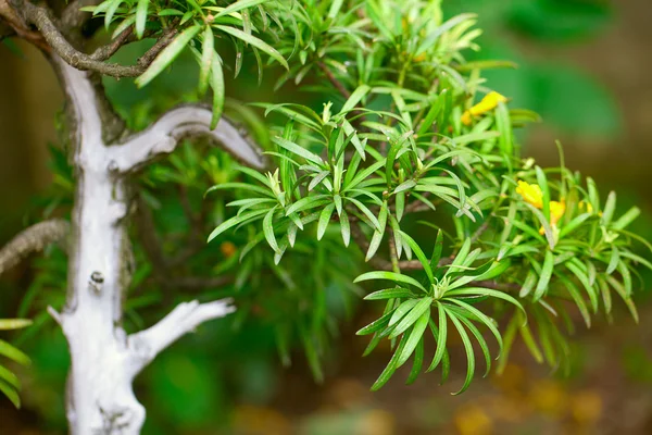 Bonsai piękny ogród botaniczny — Zdjęcie stockowe