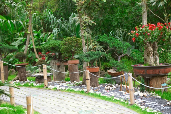 Bonsais-Ausstellung in einem botanischen Garten — Stockfoto