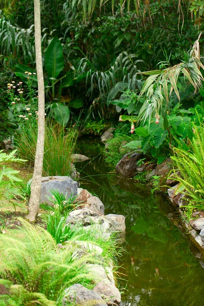 Arroyo en el jardín con árboles verdes — Foto de Stock