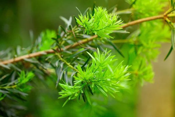 Tak van groene boom — Stockfoto