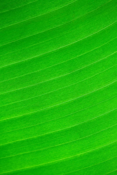 Fundo macro de folha verde — Fotografia de Stock