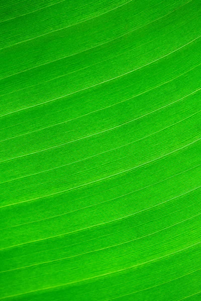 Macro sfondo di foglia verde — Foto Stock