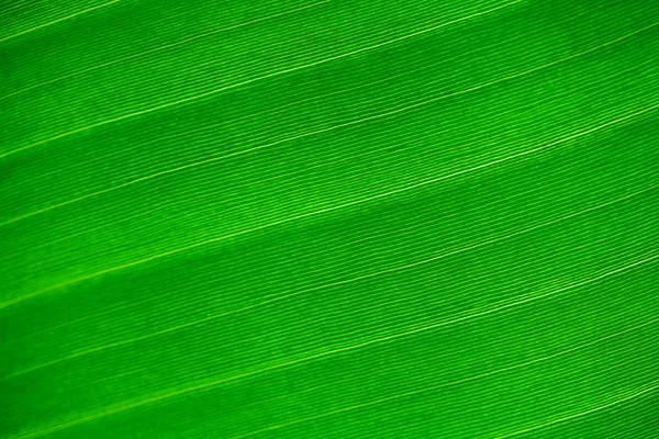 Makroyu arka planda yeşil yaprak — Stok fotoğraf