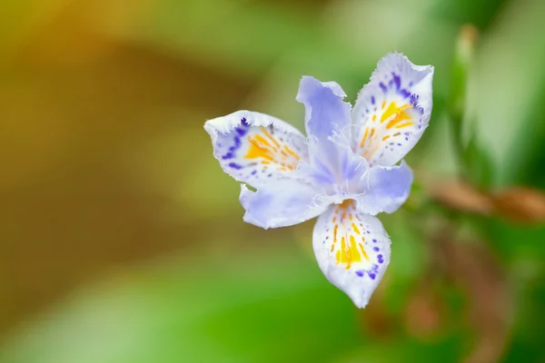 Bel fiore di orchidea primo piano — Foto Stock