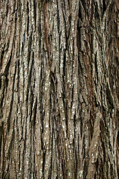 Bakgrunden i barken träd — Stockfoto