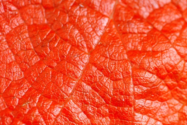 Macro background of red leaf — Stock Photo, Image