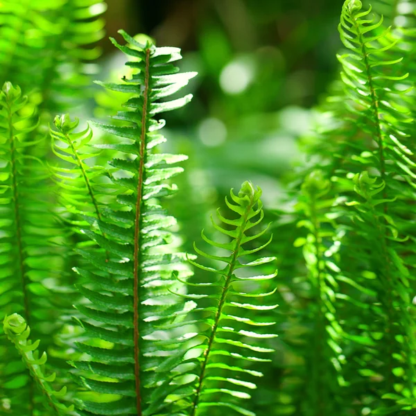 雨林蕨类植物 — 图库照片