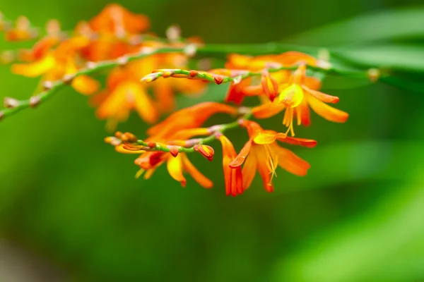 Beautiful fuchsia flower on a tree branch — Stock Photo, Image