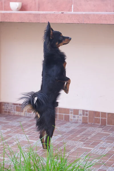 Czarny rosyjski toy terrier stojący na tylnych łapach — Zdjęcie stockowe