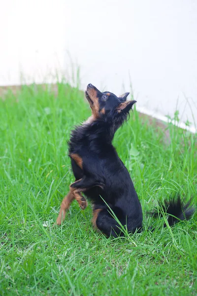 Portret czarny rosyjski toy Terrier na białym tle — Zdjęcie stockowe