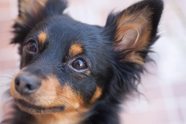 Porträt eines schwarzen russischen Toy Terriers — Stockfoto