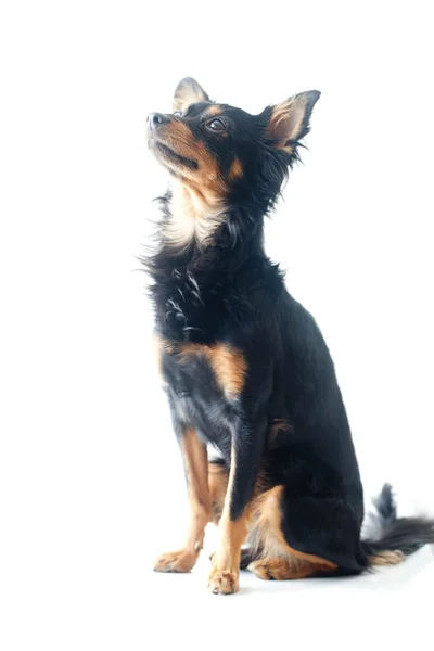 Retrato de brinquedo russo preto terrier isolado no branco — Fotografia de Stock