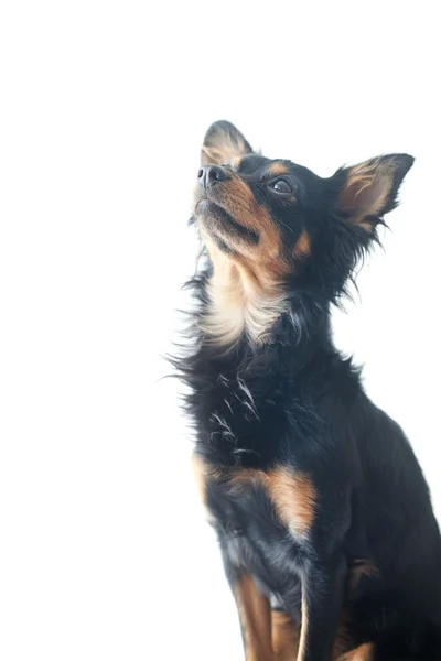 Retrato de brinquedo russo preto terrier isolado no branco — Fotografia de Stock