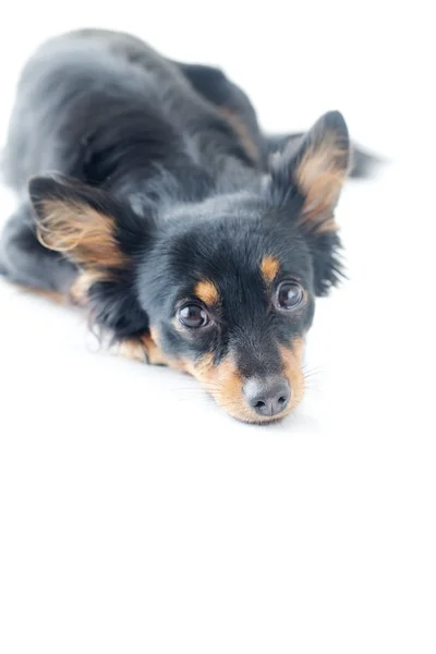 Retrato de brinquedo russo preto terrier isolado no branco — Fotografia de Stock