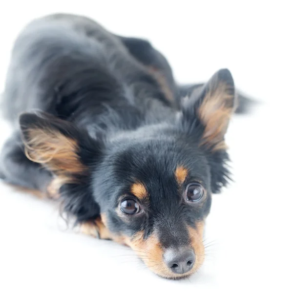 孤立在白色黑色俄罗斯猎犬的肖像 — 图库照片