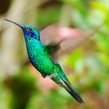 bir tropikal turuncu f üzerinde uçan güzel mavi yeşil sinek kuşu